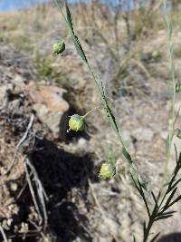 Linum pratense image