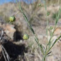 Linum pratense image