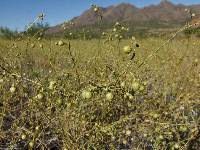 Linum pratense image