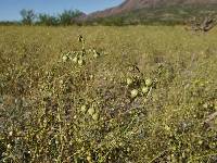 Linum pratense image