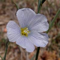 Linum pratense image