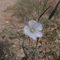 Linum pratense image