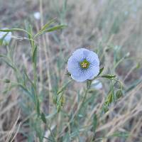 Linum pratense image