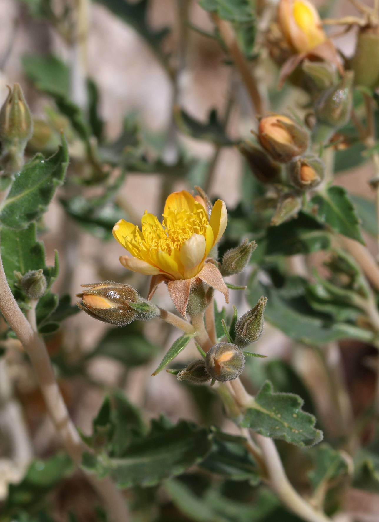 Mentzelia puberula image