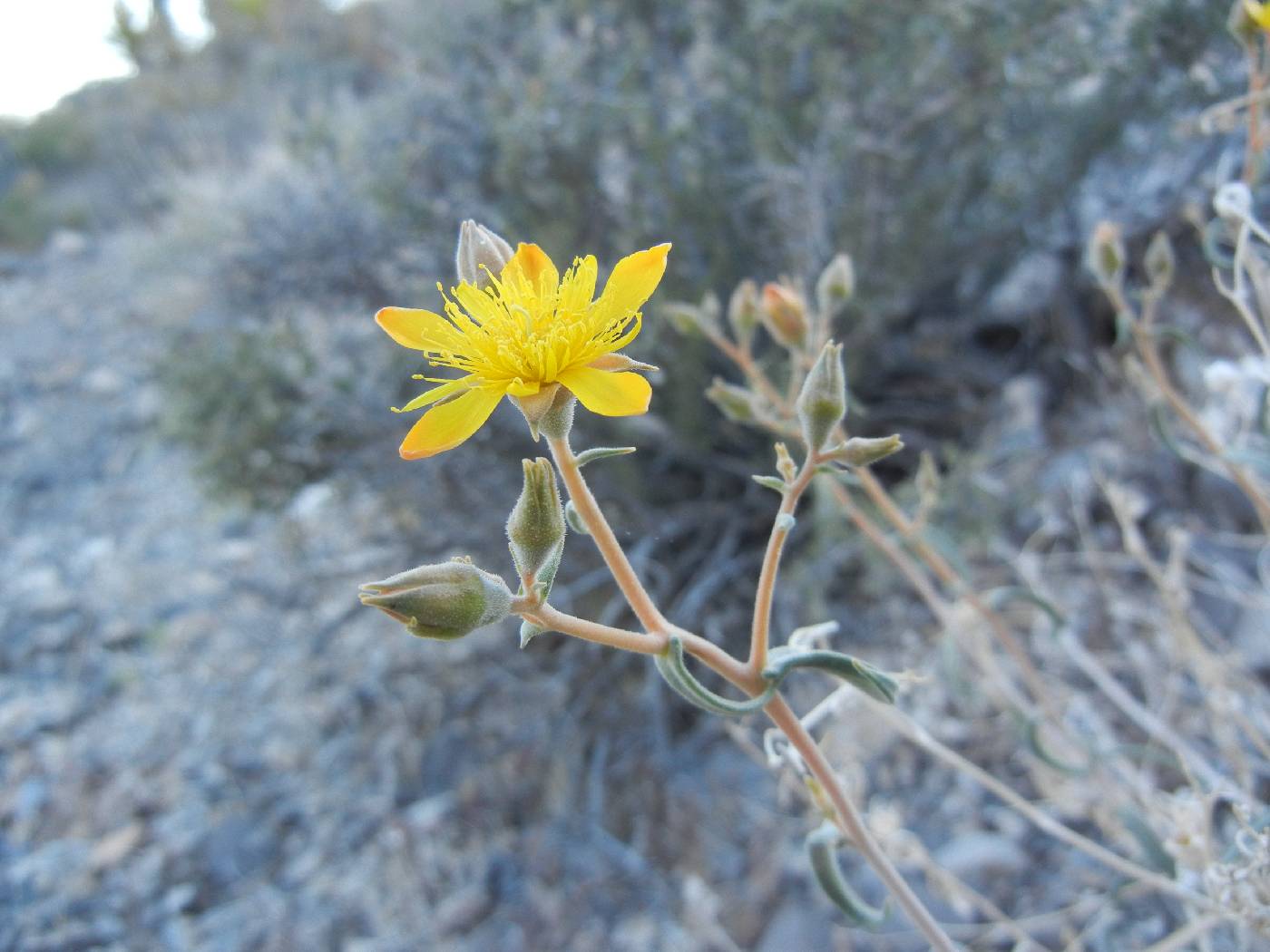 Mentzelia polita image