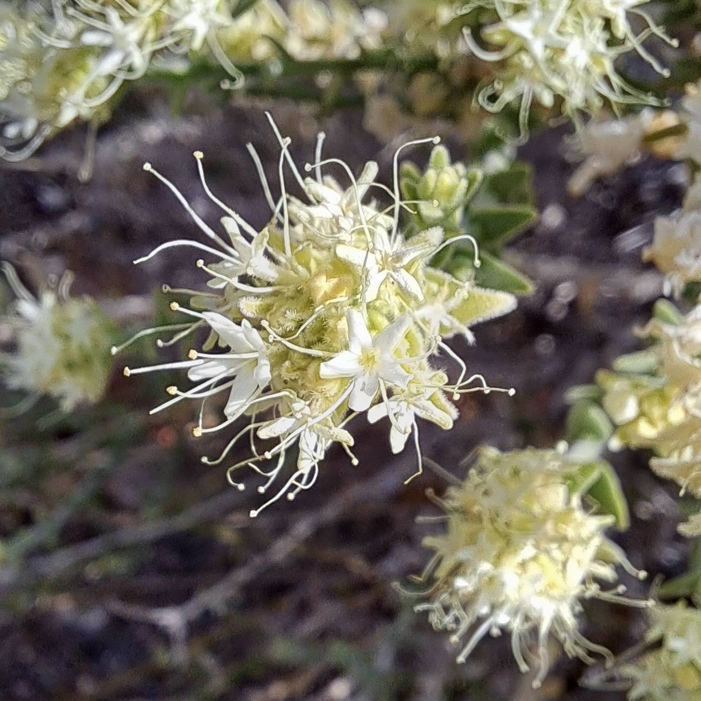 Petalonyx thurberi image