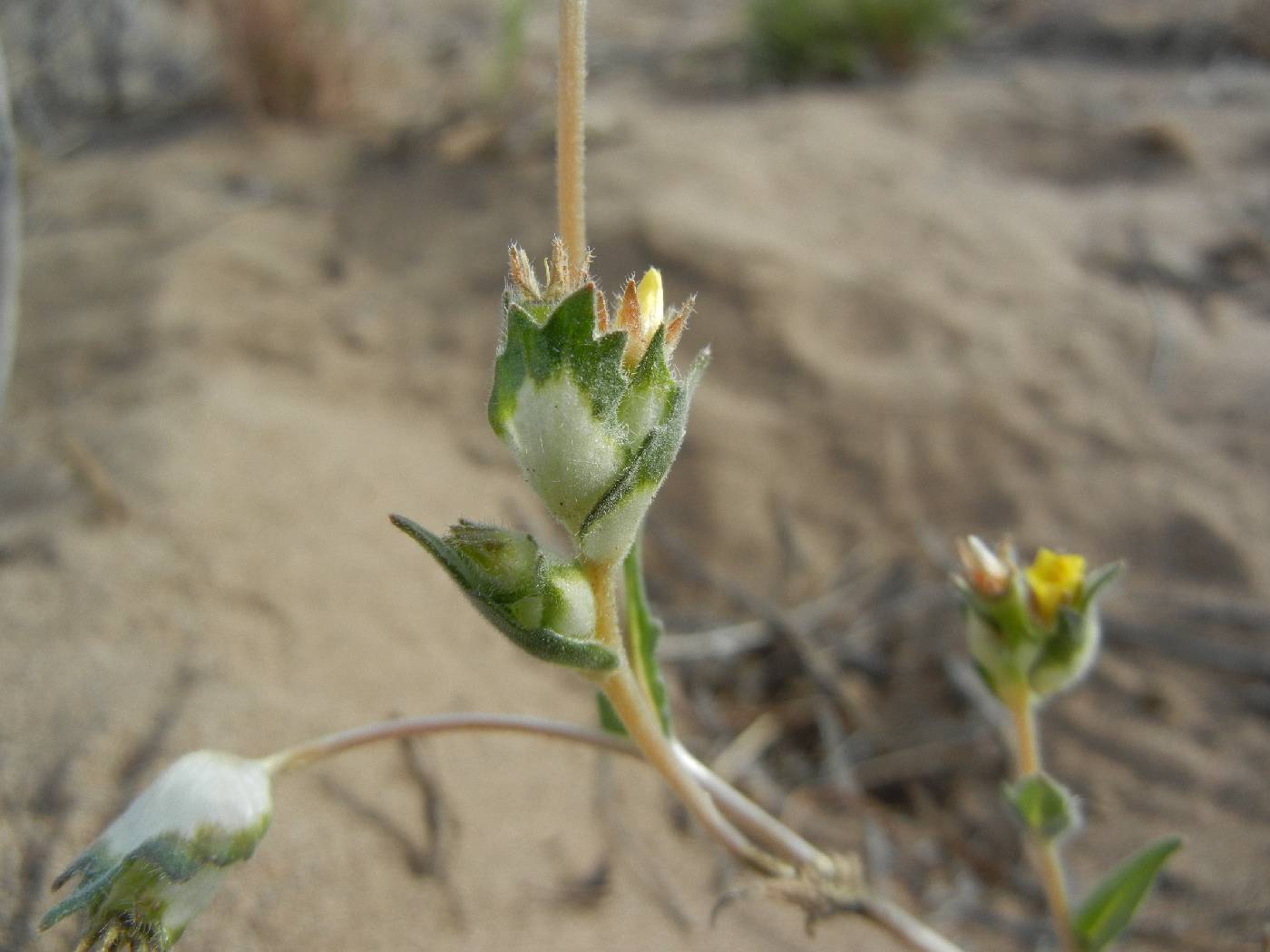 Mentzelia congesta image