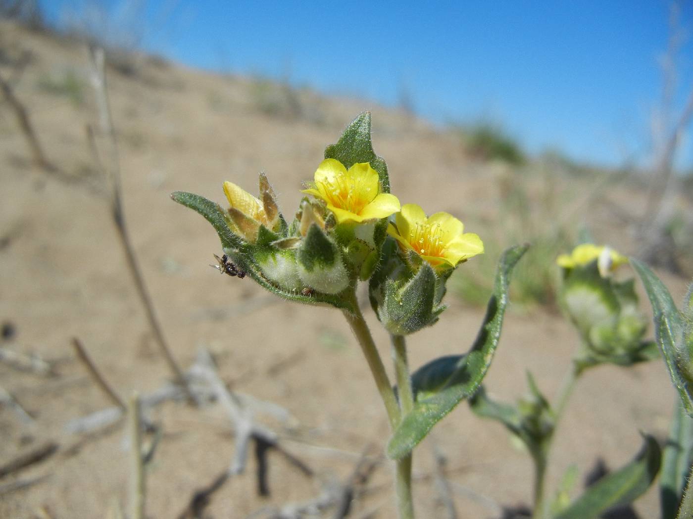 Mentzelia congesta image