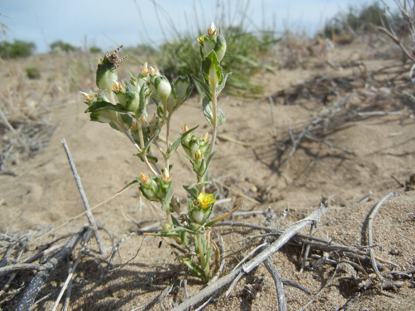 Mentzelia congesta image