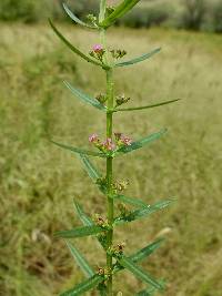 Ammannia auriculata image