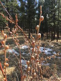 Salix lasiolepis image