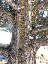 Juniperus scopulorum image