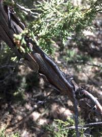 Juniperus scopulorum image