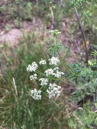 Conium maculatum image