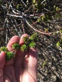 Salix lasiolepis image