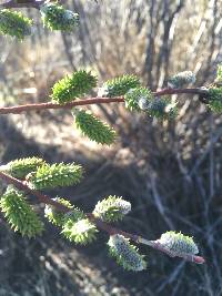 Salix lasiolepis image