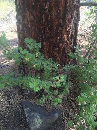 Ribes cereum var. cereum image