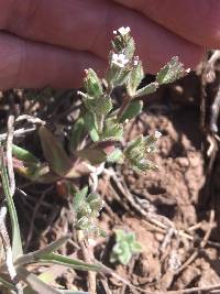 Phlox gracilis image