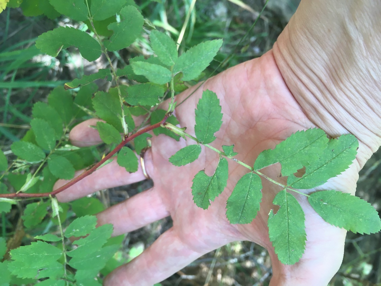 Rosa woodsii var. ertterae image