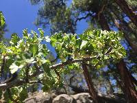 Ribes cereum image