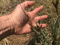 Carex nebrascensis image