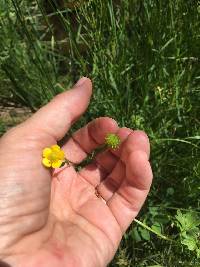 Ranunculus macounii image