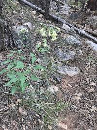 Brickellia grandiflora image