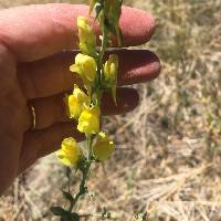 Linaria dalmatica image