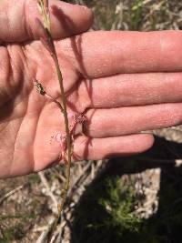 Oenothera hexandra image