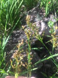 Juncus ensifolius var. montanus image