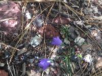 Campanula parryi image