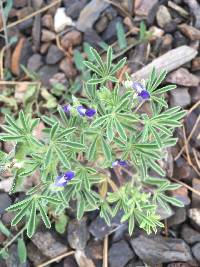 Lupinus kingii image