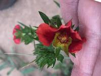 Potentilla sanguinea image