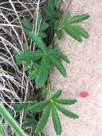 Potentilla sanguinea image