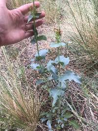 Penstemon palmeri image