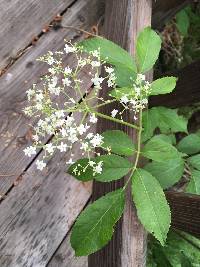 Sambucus cerulea image