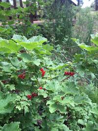 Ribes rubrum image