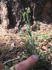 Lepidium virginicum subsp. menziesii image