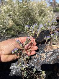 Phacelia crenulata image