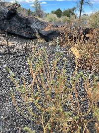 Phacelia crenulata image