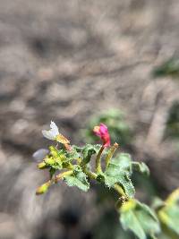 Eremothera gouldii image