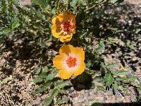 Kallstroemia grandiflora image