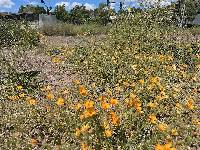 Kallstroemia grandiflora image