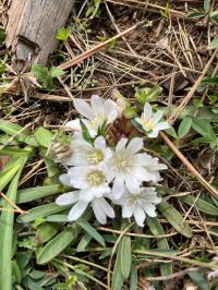 Lewisia brachycalyx image