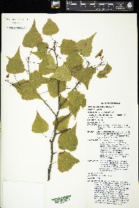 Betula populifolia image