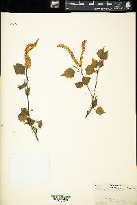 Betula populifolia image