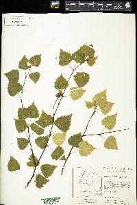 Betula populifolia image