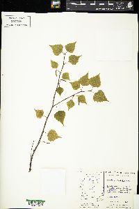 Betula populifolia image