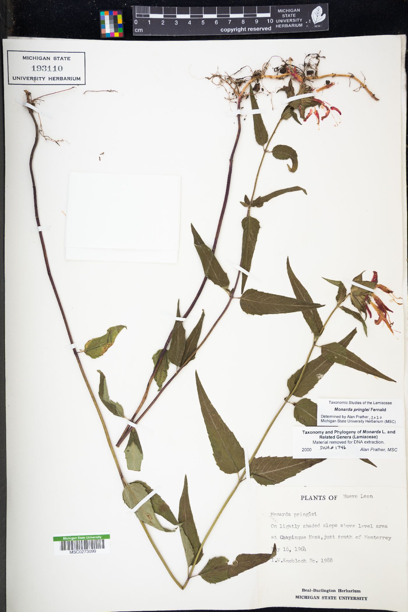 Monarda pringlei image