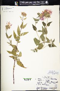 Monarda fistulosa var. fistulosa image